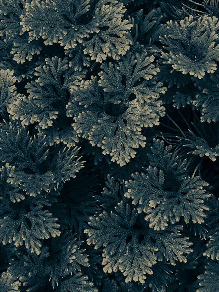 Selbstähnliche Markenführung: Die Natur macht es vor.